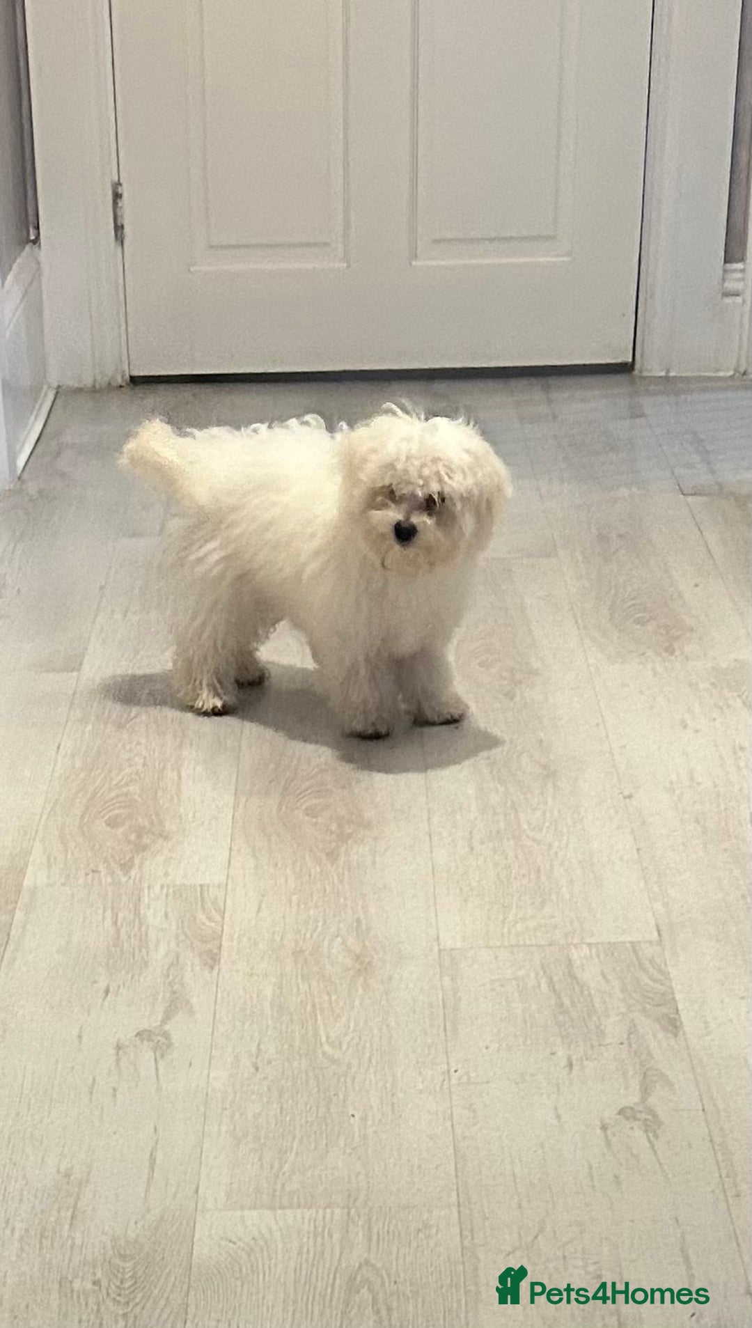 Maltese dogs for sale: Beautiful Maltese x Bichon frise girl 3 months old - Image 1