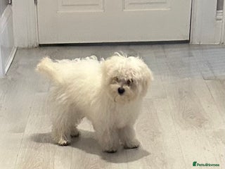 Maltese dogs - Advert 8