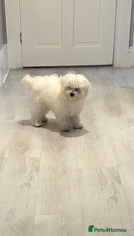 Maltese dogs - Advert 6