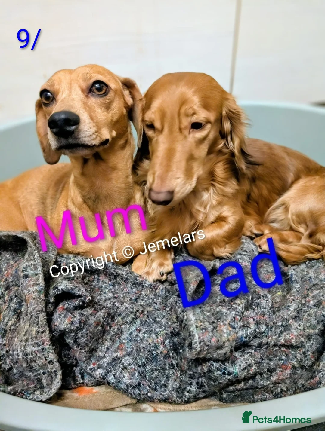 Miniature Dachshund dogs for sale: MINIATURE DACHSHUND ENGLISH CREAM LONG HAIR PUPPY  - Advert 8