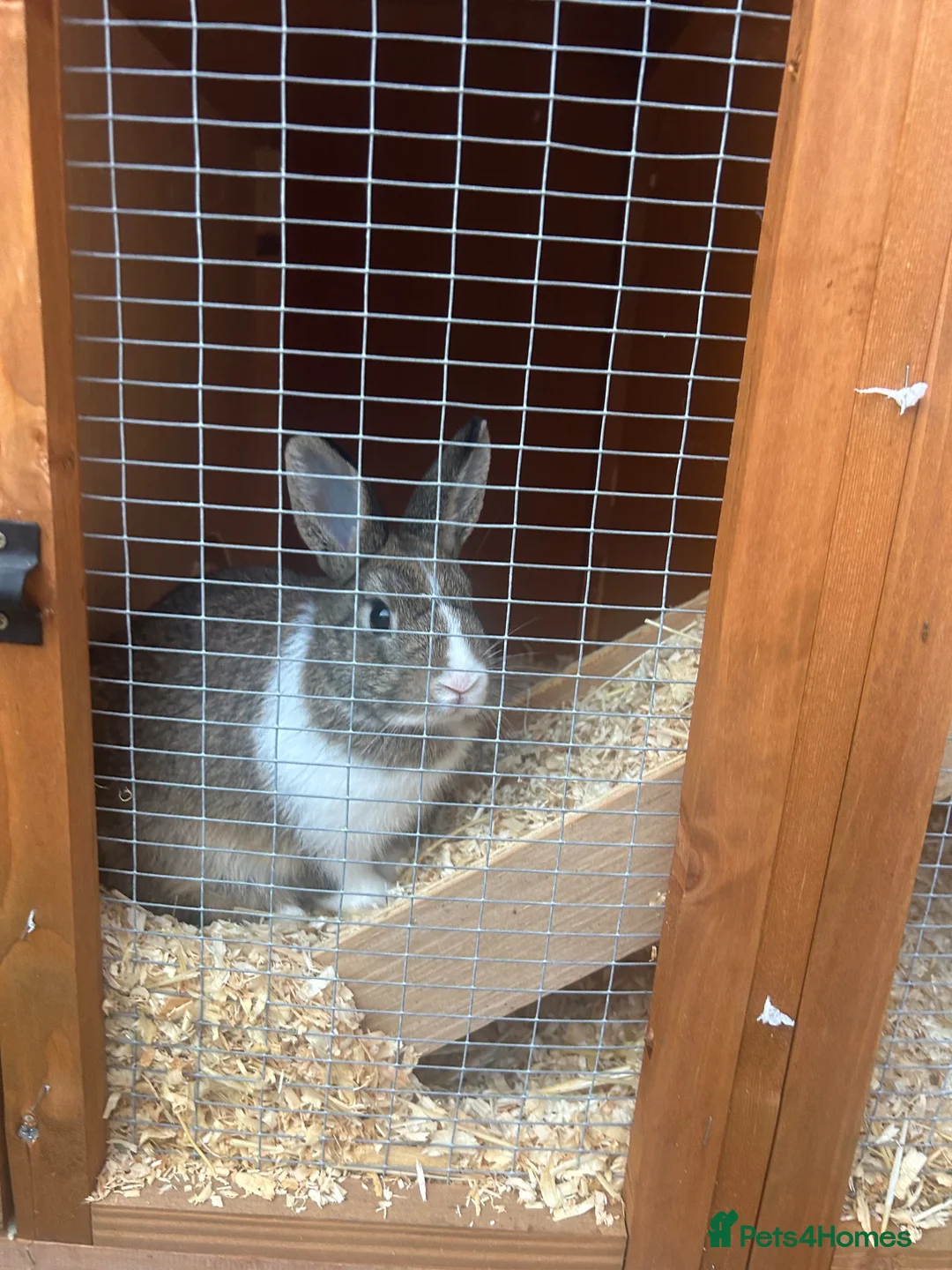 English rabbits for sale: Rabbit for sale  in Canterbury - Advert 4
