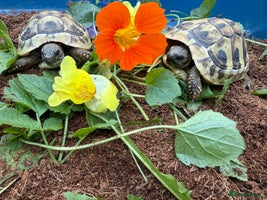 Hermann Tortoise reptiles Baby Hermanns tortoise and setup delivered to you - Advert 4