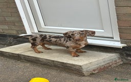 Miniature Dachshund dogs for sale: Miniature Chocolate Dapple Dachshund  - Image 5