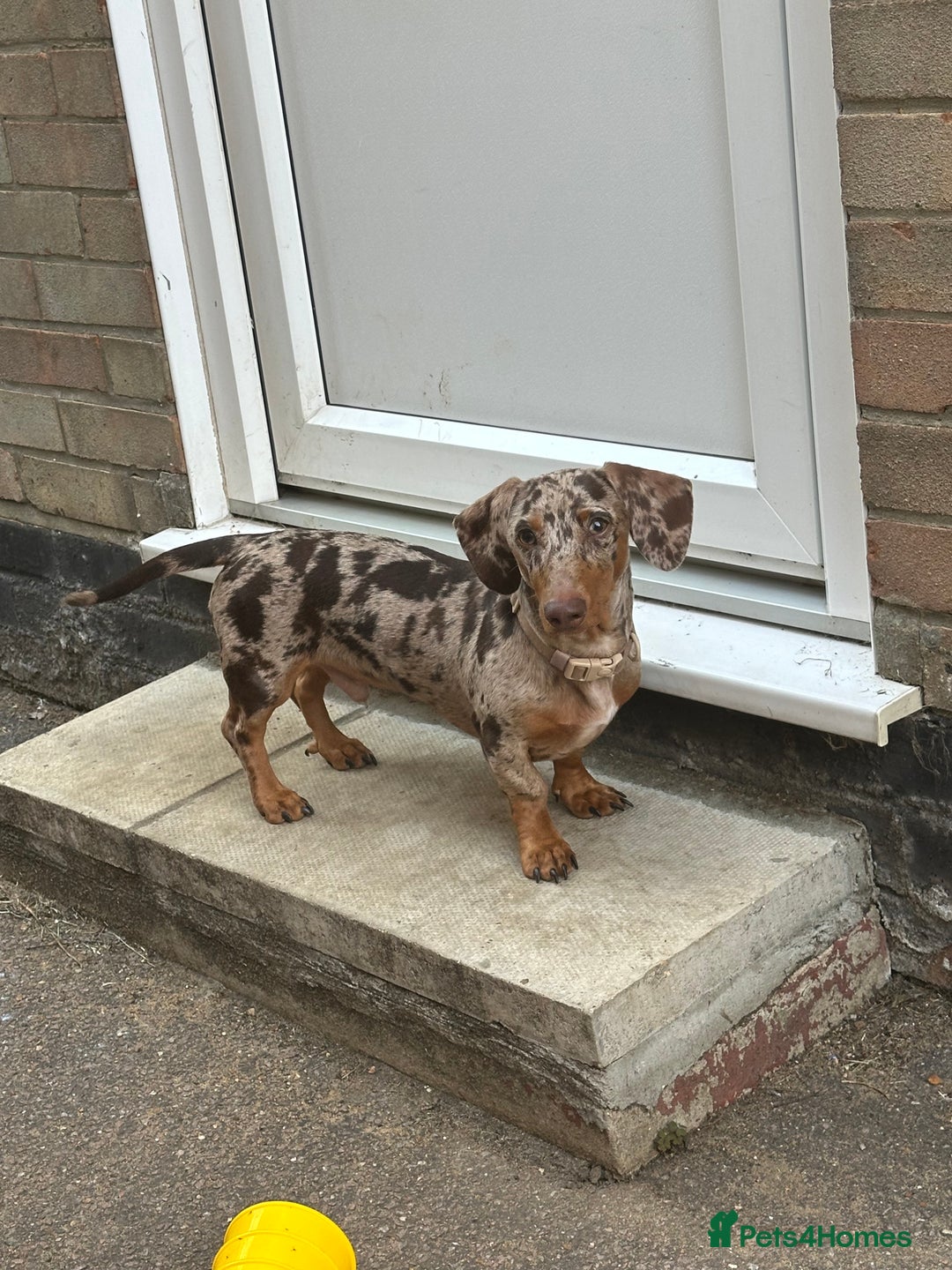 Miniature Dachshund dogs for sale: Miniature Chocolate Dapple Dachshund  - Image 5