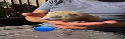 Ferret rodents for sale: 3 ferret kit hobs available - Advert 8
