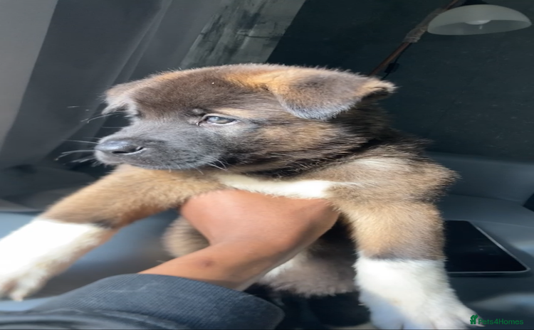 Akita dogs - Advert 8