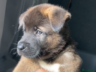 Akita dogs - Advert 12