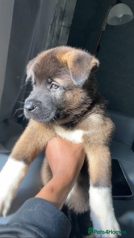 Akita dogs - Advert 8