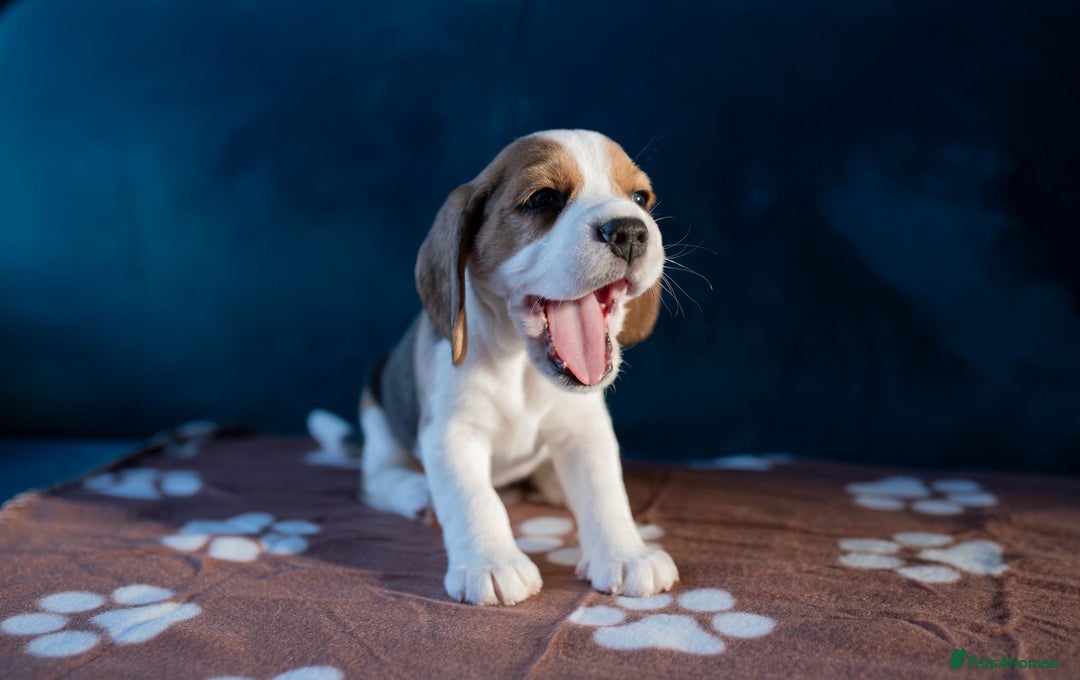 Beagle dogs for sale: Adorable Beagle Puppies for Sale - Advert 3
