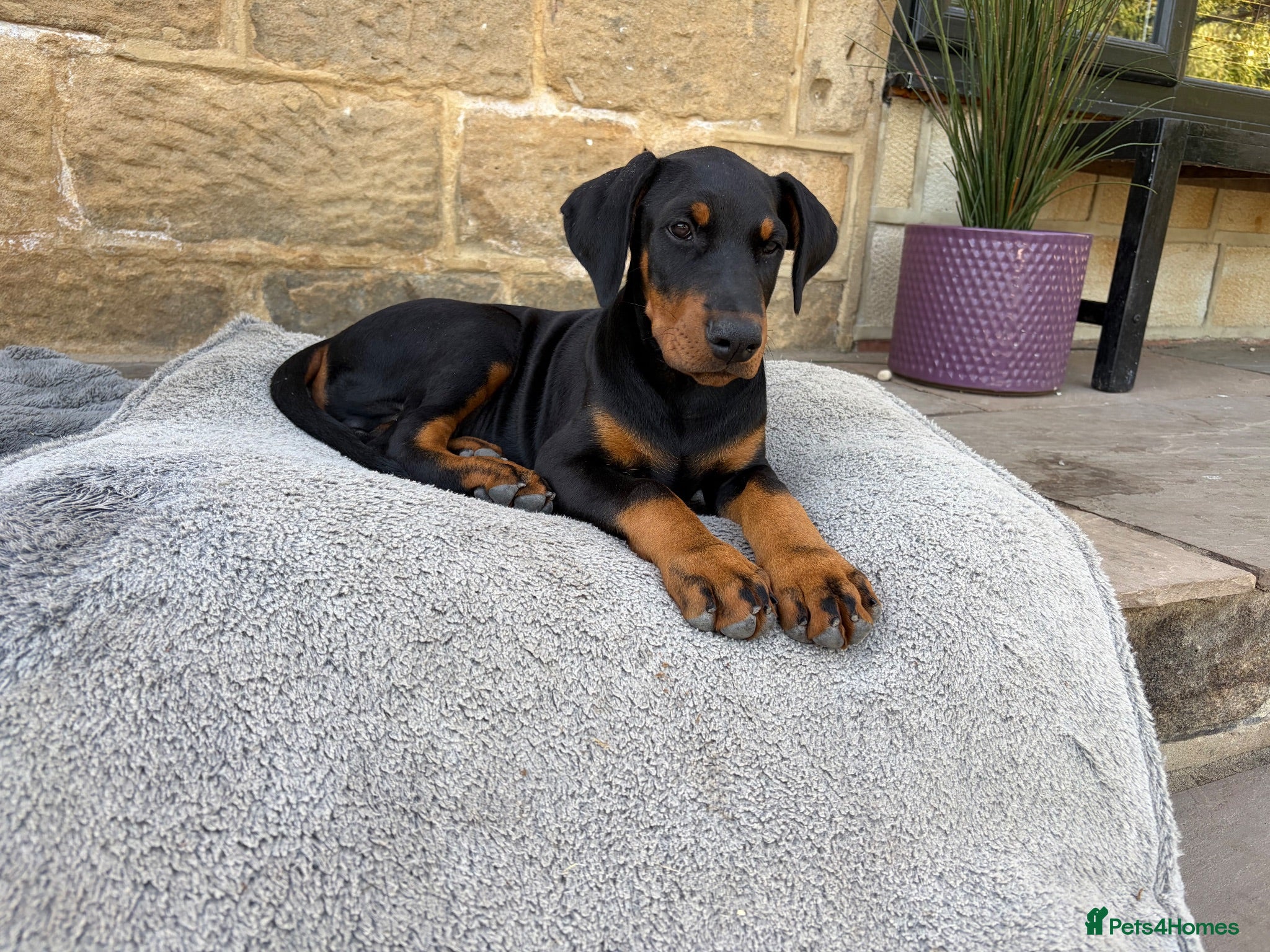 Dobermann dogs Outstanding KC Reg Aritaur Dobermann Pups  - Advert 1