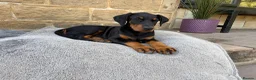 Dobermann dogs for sale: Outstanding KC Reg Aritaur Dobermann Pups  - Advert 1