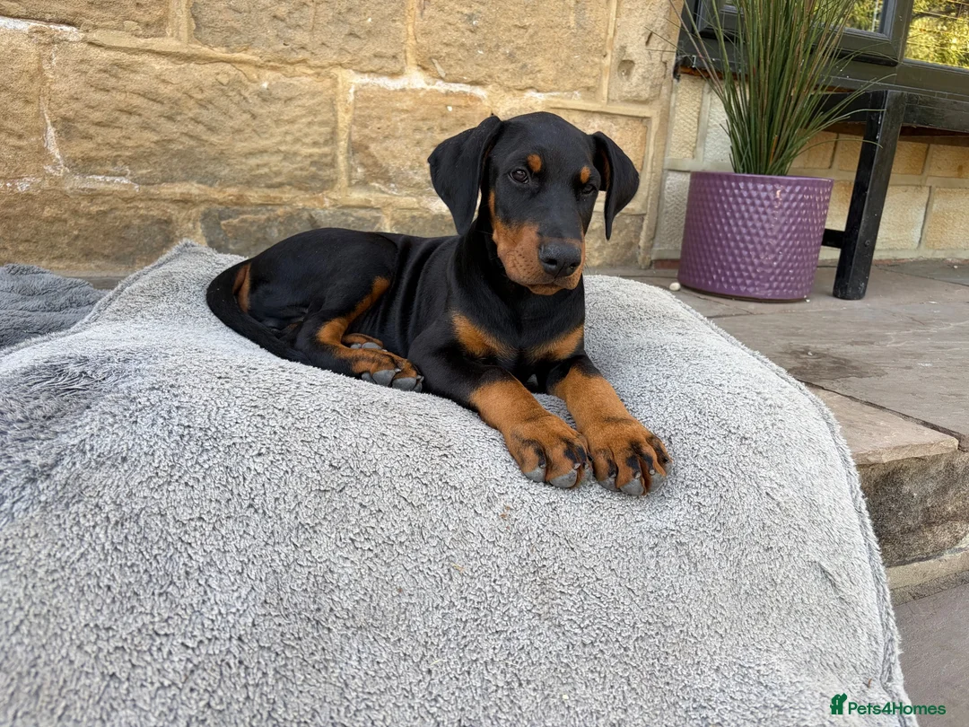 Dobermann dogs for sale: Outstanding KC Reg Aritaur Dobermann Pups  - Advert 1