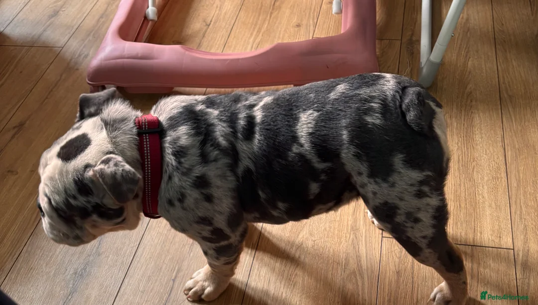 English Bulldog dogs for sale: English bulldog - Advert 2