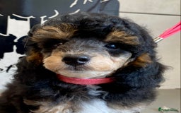 Toy Poodle dogs for sale: Gorgeously Pedigree Toy Poodle Babies - Image 4