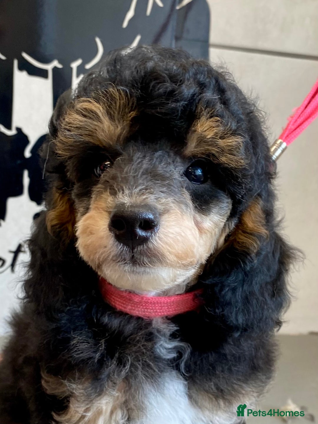 Toy Poodle dogs for sale: Gorgeously Pedigree Toy Poodle Babies - Image 4