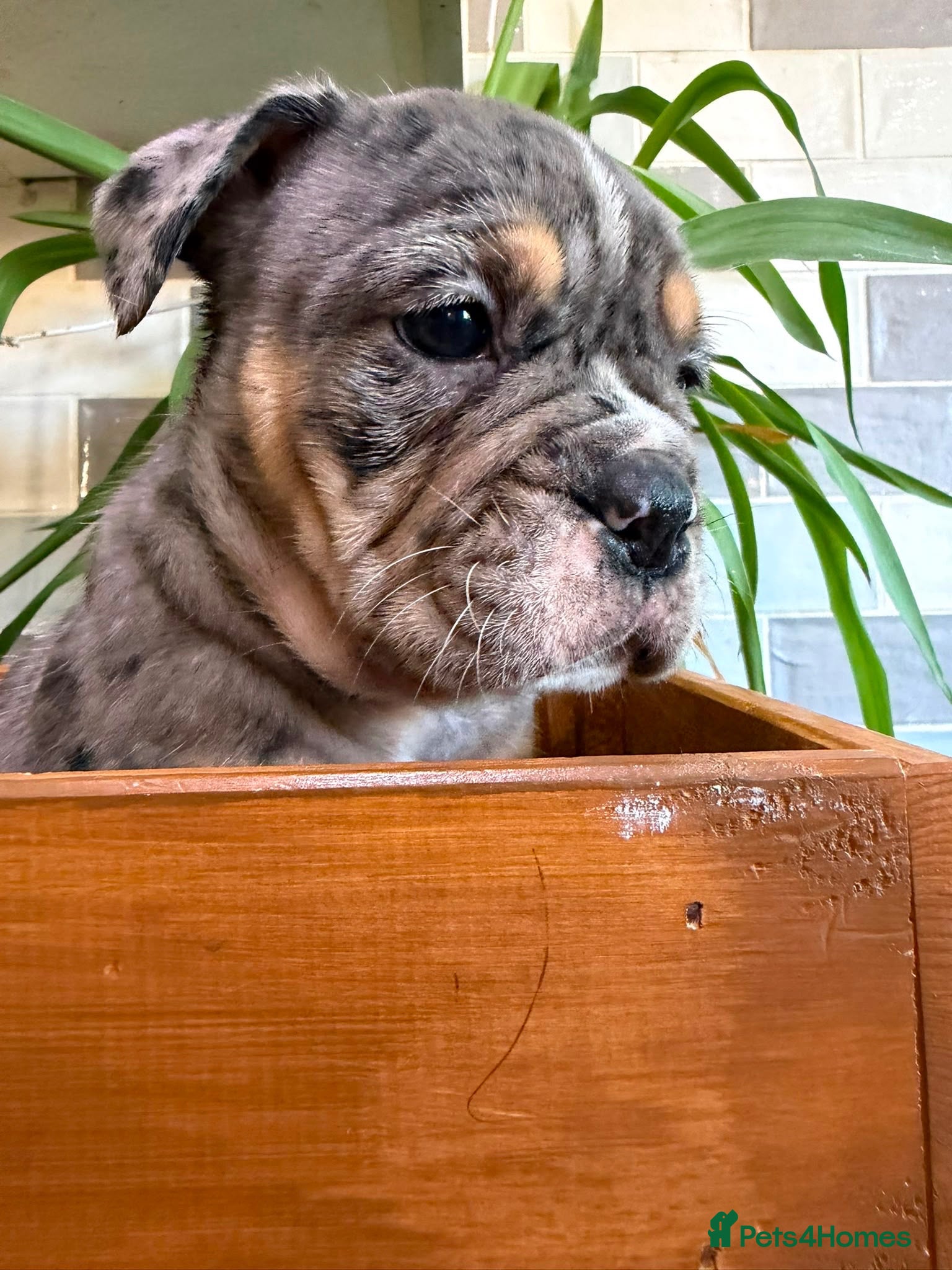 English Bulldog dogs Fabulous colours healthy bulldog puppies  - Advert 2