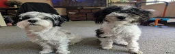 Mixed Breed dogs for sale: This is Sid  in Colchester - Advert 5