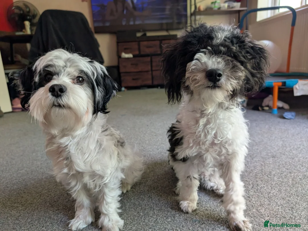 Mixed Breed dogs for sale: This is Sid  in Colchester - Advert 5