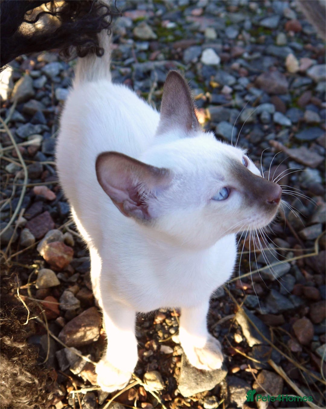 Siamese cats for sale: ADORABLE SIAMESE KITTENS - Advert 20