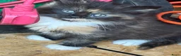 Mixed Breed cats for sale: Date of birth 18th August  - Advert 7