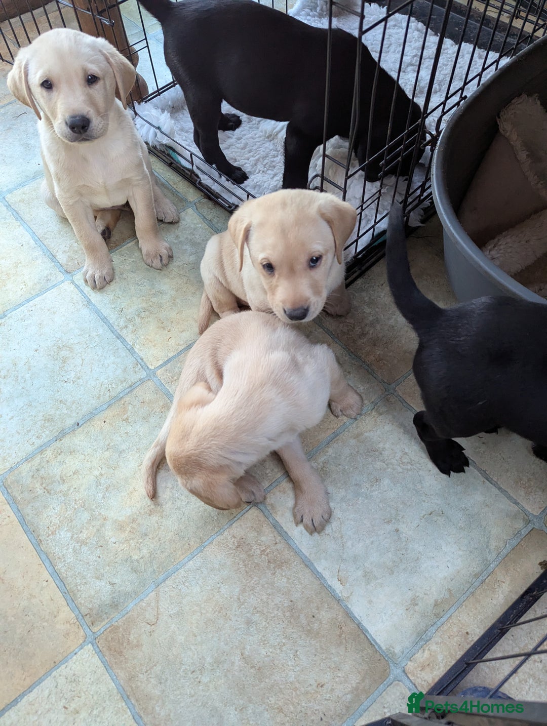 Labrador Retriever dogs for sale: 7 K C registered Chunky Labrador puppies  - Advert 7