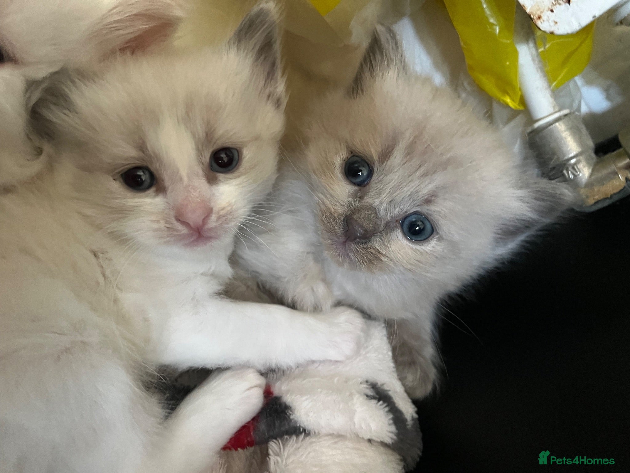 Ragdoll cats Beautiful mink & traditional ragdoll kittens  - Advert 1