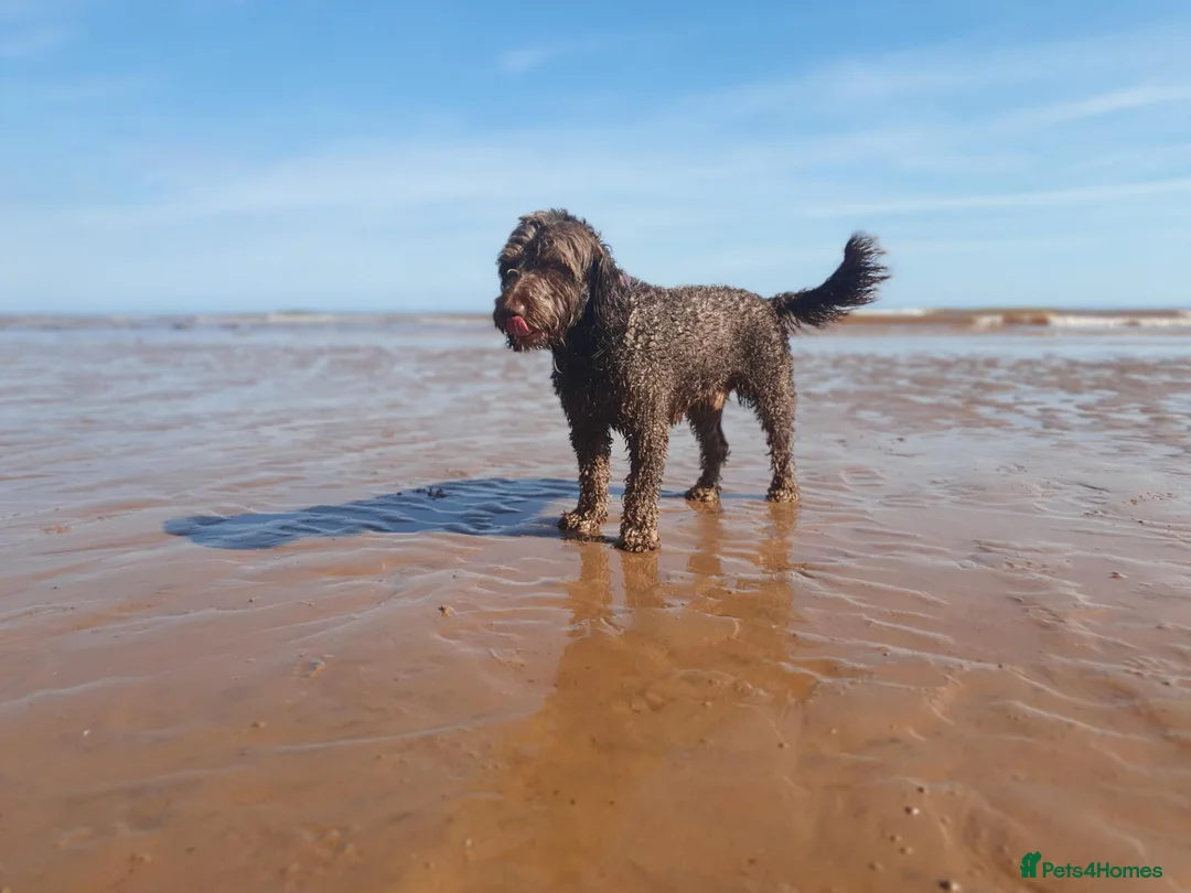 Cockapoo dogs for stud: F1 Cockerpoo - Dad Pedergee Spanial, Mum Cockerpoo in Honiton - Advert 4
