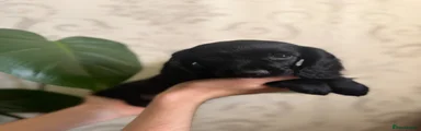 Cocker Spaniel - Black - Ethel 