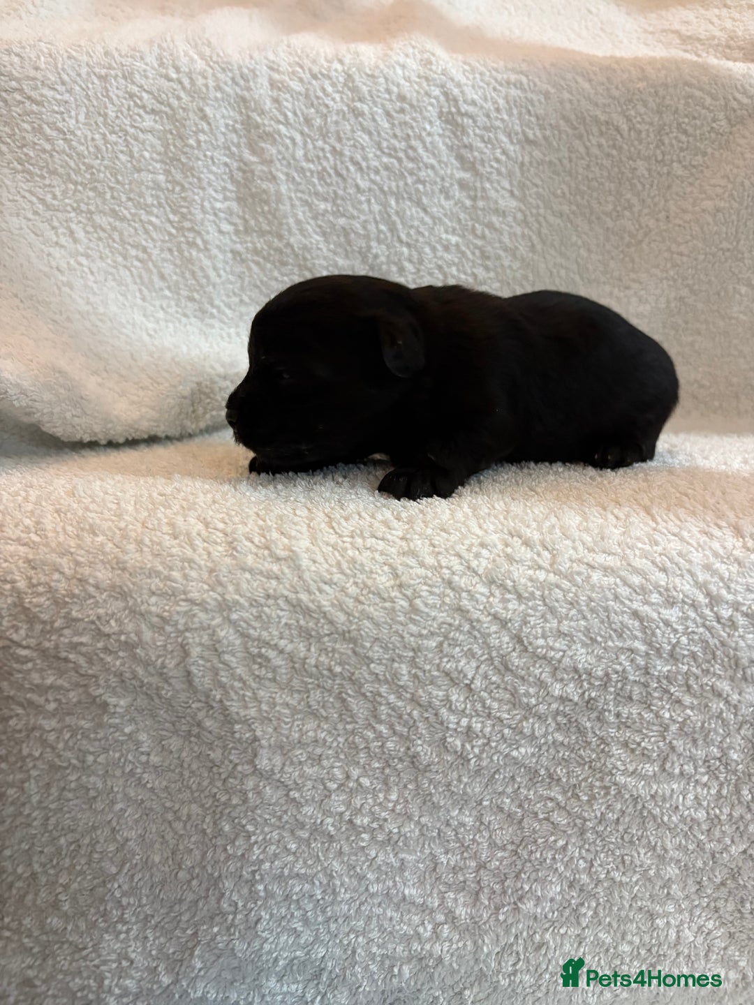 Yorkshire Terrier dogs for sale: Yorkshire terrier, terrier cross puppies - Advert 18