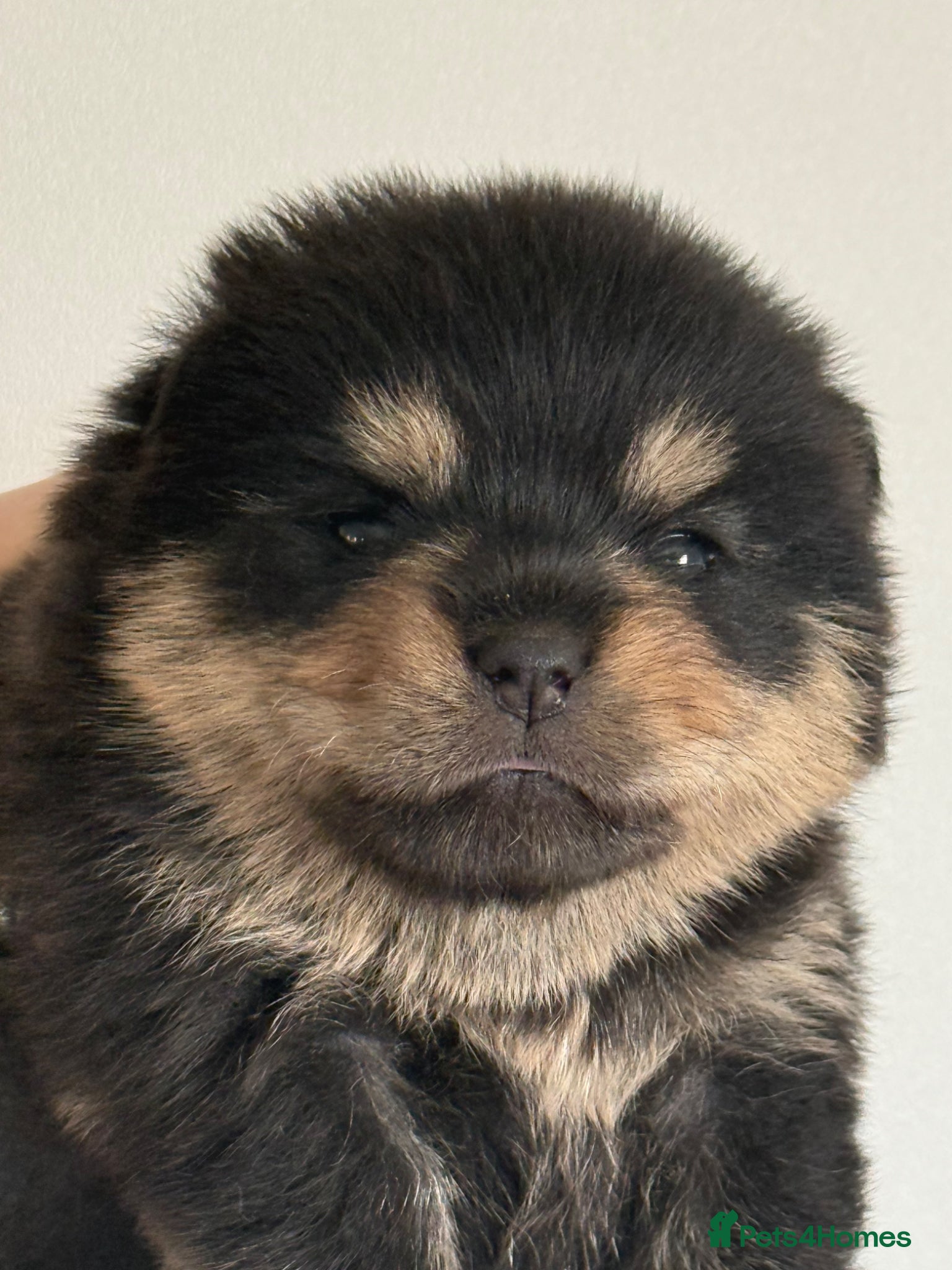 Pomsky dogs Stunning F1B Pomsky Girls - Advert 1