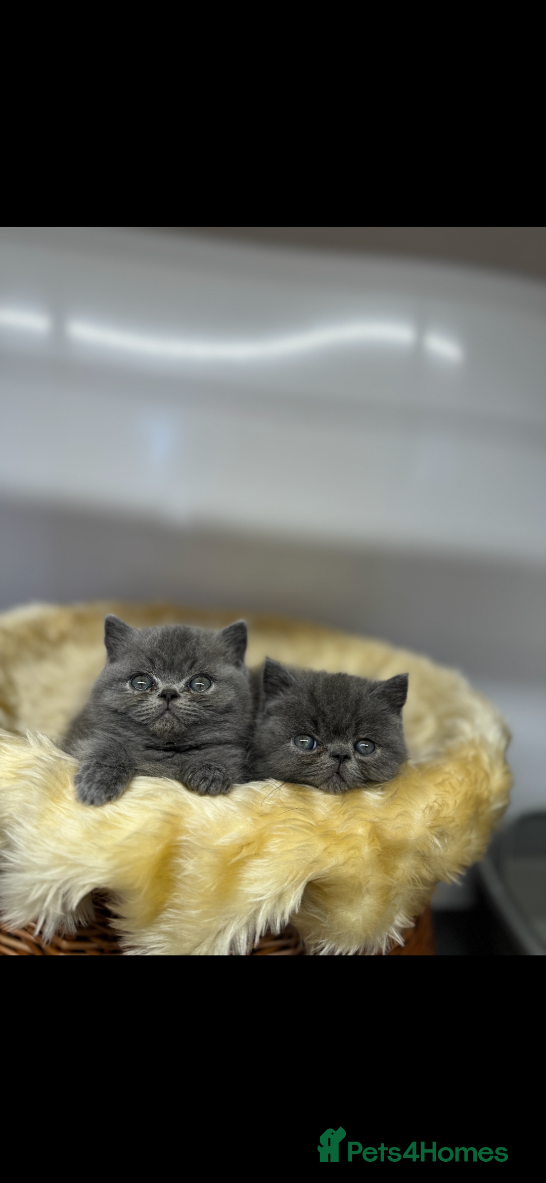 Exotic cats for sale: exotic kittens  - Image 2