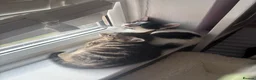 Mixed Breed cats for sale: 1 male 1 female kittens  - Advert 3