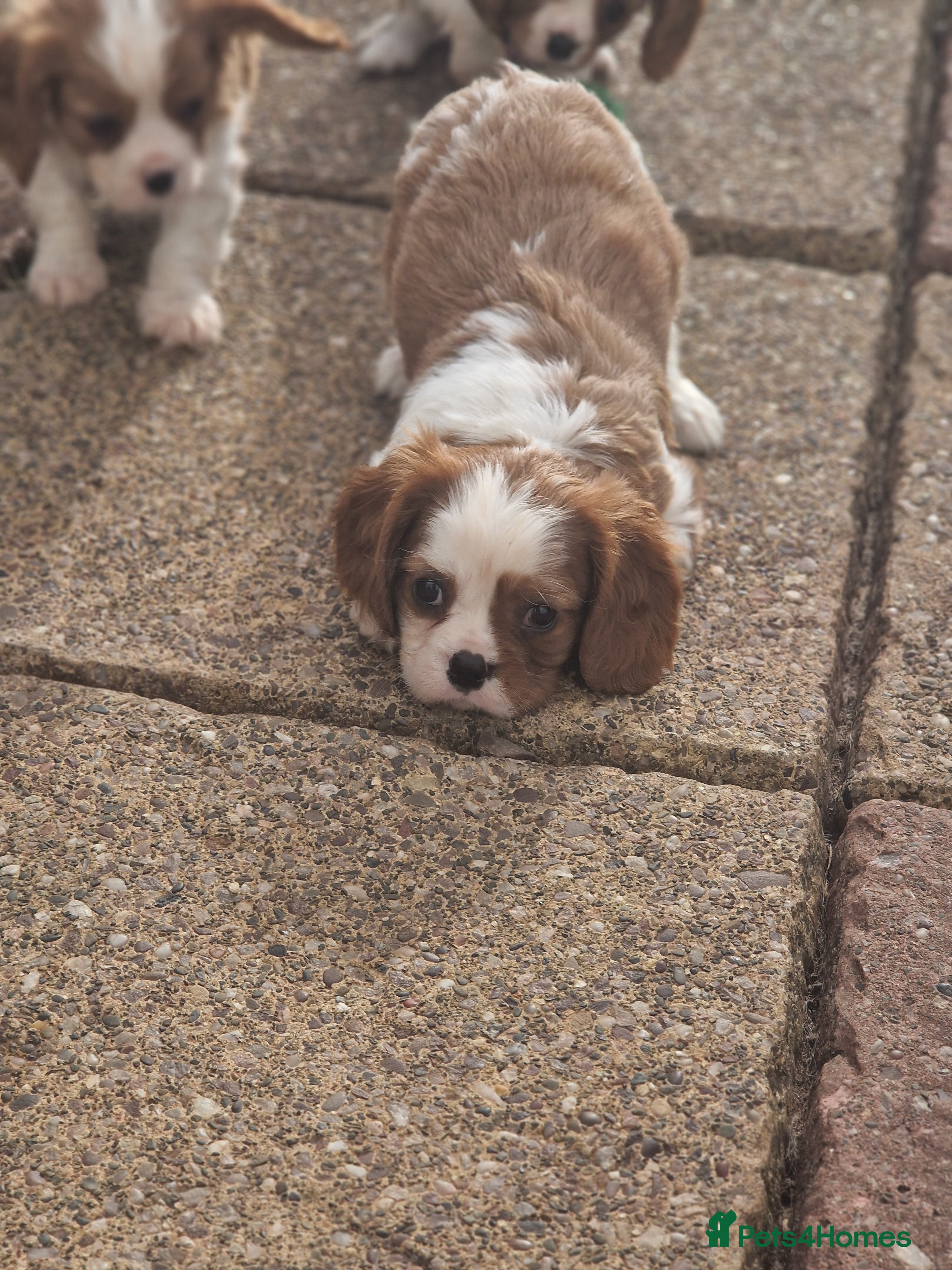 Cavalier King Charles Spaniel dogs Cavalier King Charles Spaniel! - Advert 9