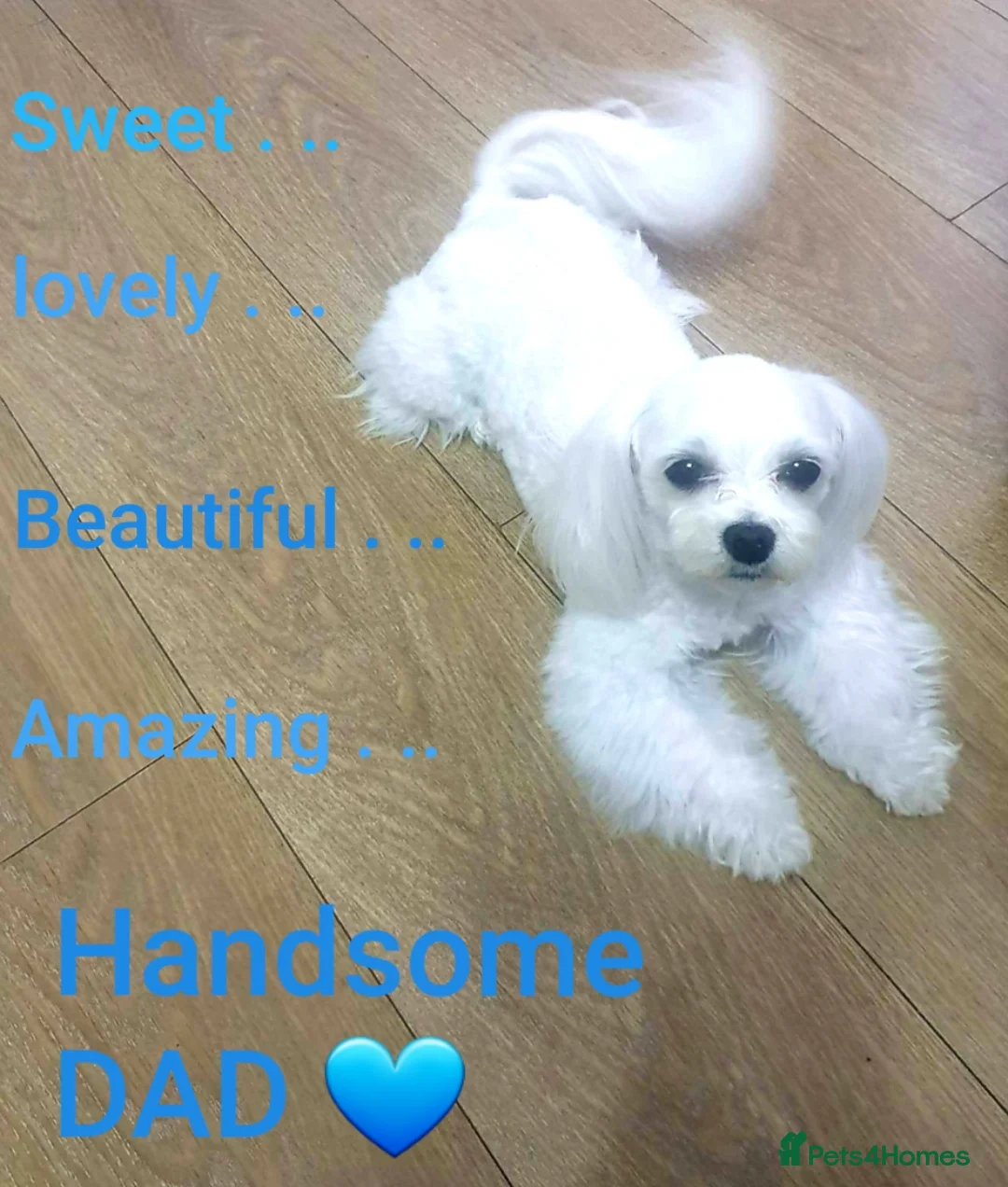 Maltese dogs for sale: Maltese ♡ Pedigree ♡  - Advert 7