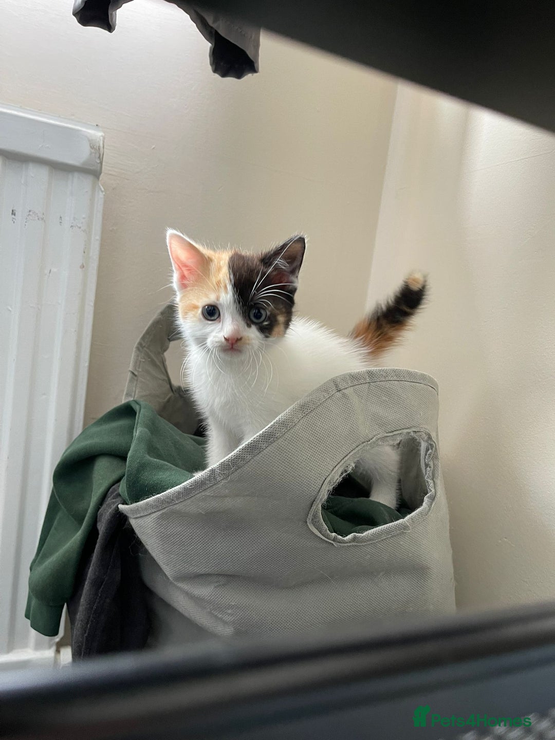 Mixed Breed cats for sale: Kittens ready for forever home  - Image 2