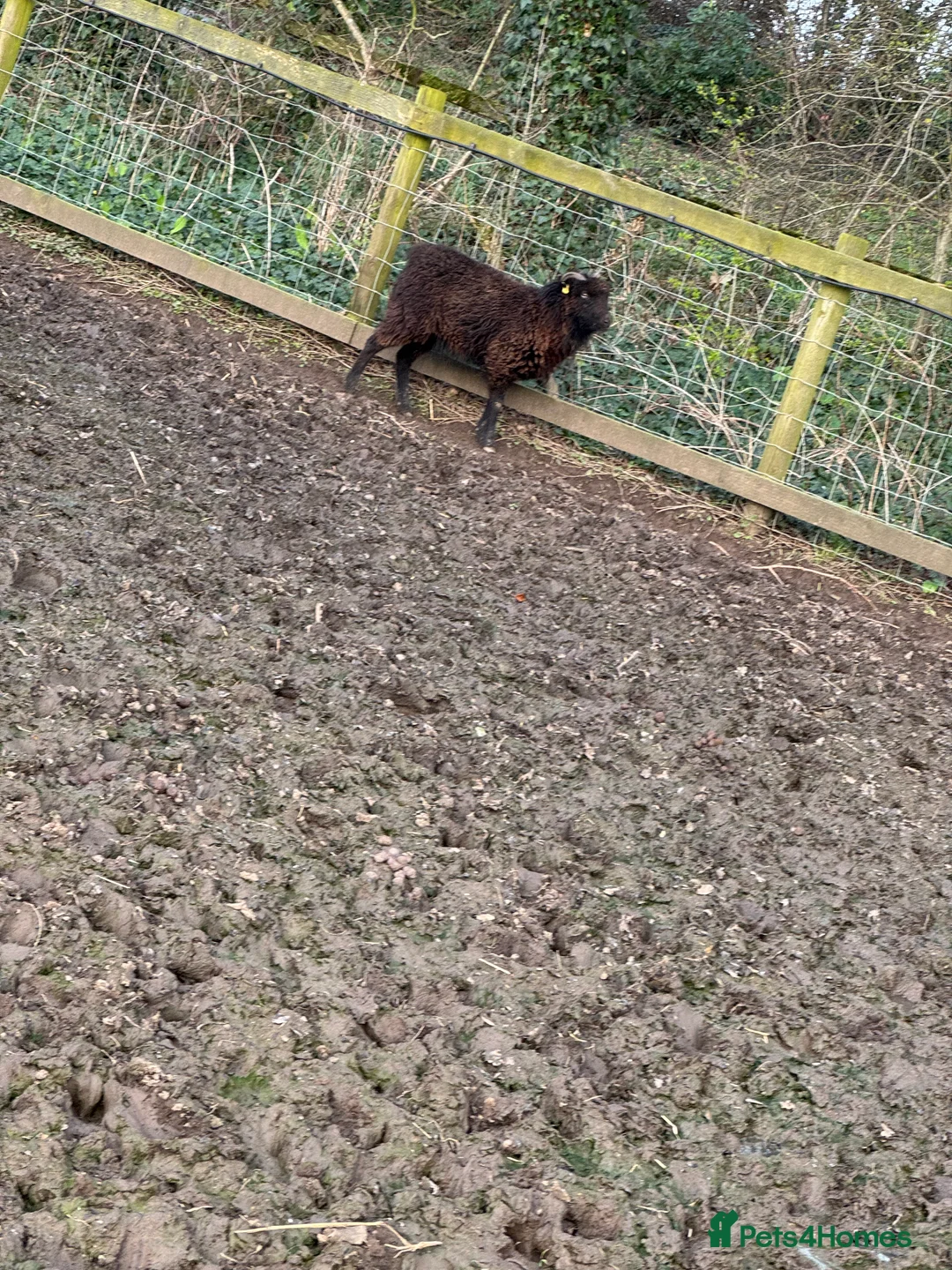 Sheep livestock for sale: Miniature sheep for sale ouessant - Advert 2