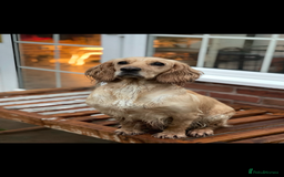 Cocker Spaniel dogs for sale: DNA Health Tested Merle Cocker Spaniel Puppies - Image 13