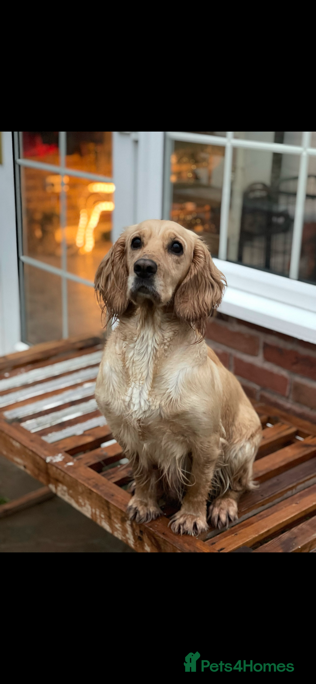 Cocker Spaniel dogs for sale: DNA Health Tested Merle Cocker Spaniel Puppies - Image 13