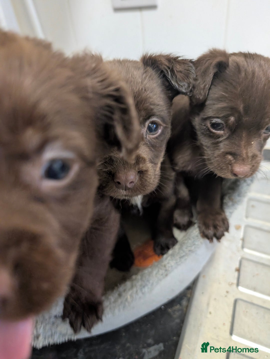 Mixed Breed dogs for sale: Small Jack X spaniel Puppies Ready For New Home  - Advert 9
