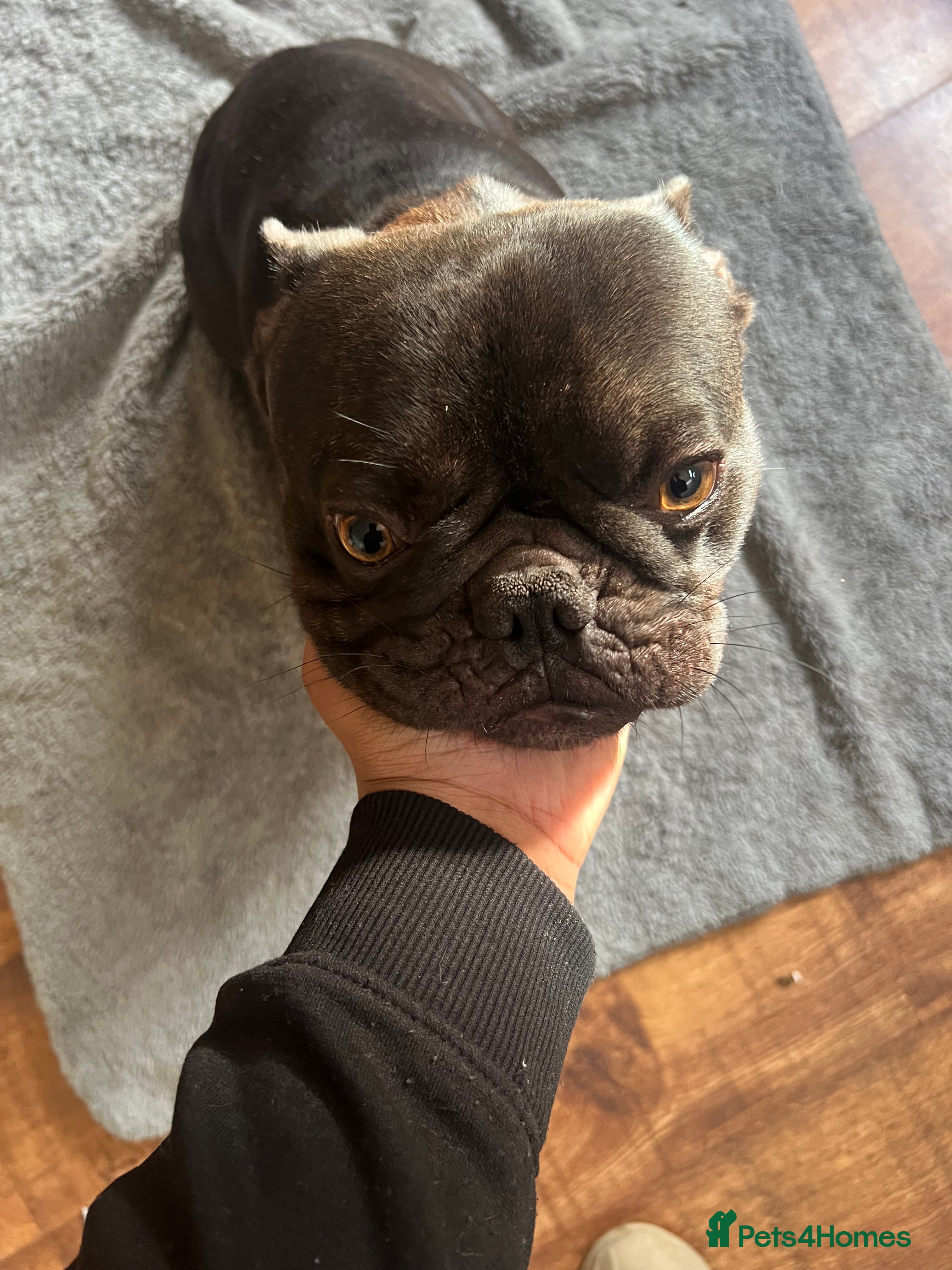 French Bulldog dogs 🐶 KC Registered Male French Bulldog – 1yr 9mo - Advert 2