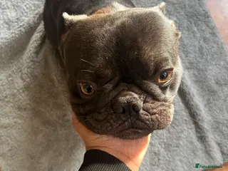 French Bulldog dogs 🐶 KC Registered Male French Bulldog – 1yr 9mo - Advert 1