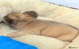 French Bulldog dogs for sale: Visual fluffy ** French bulldog puppies - Image 10