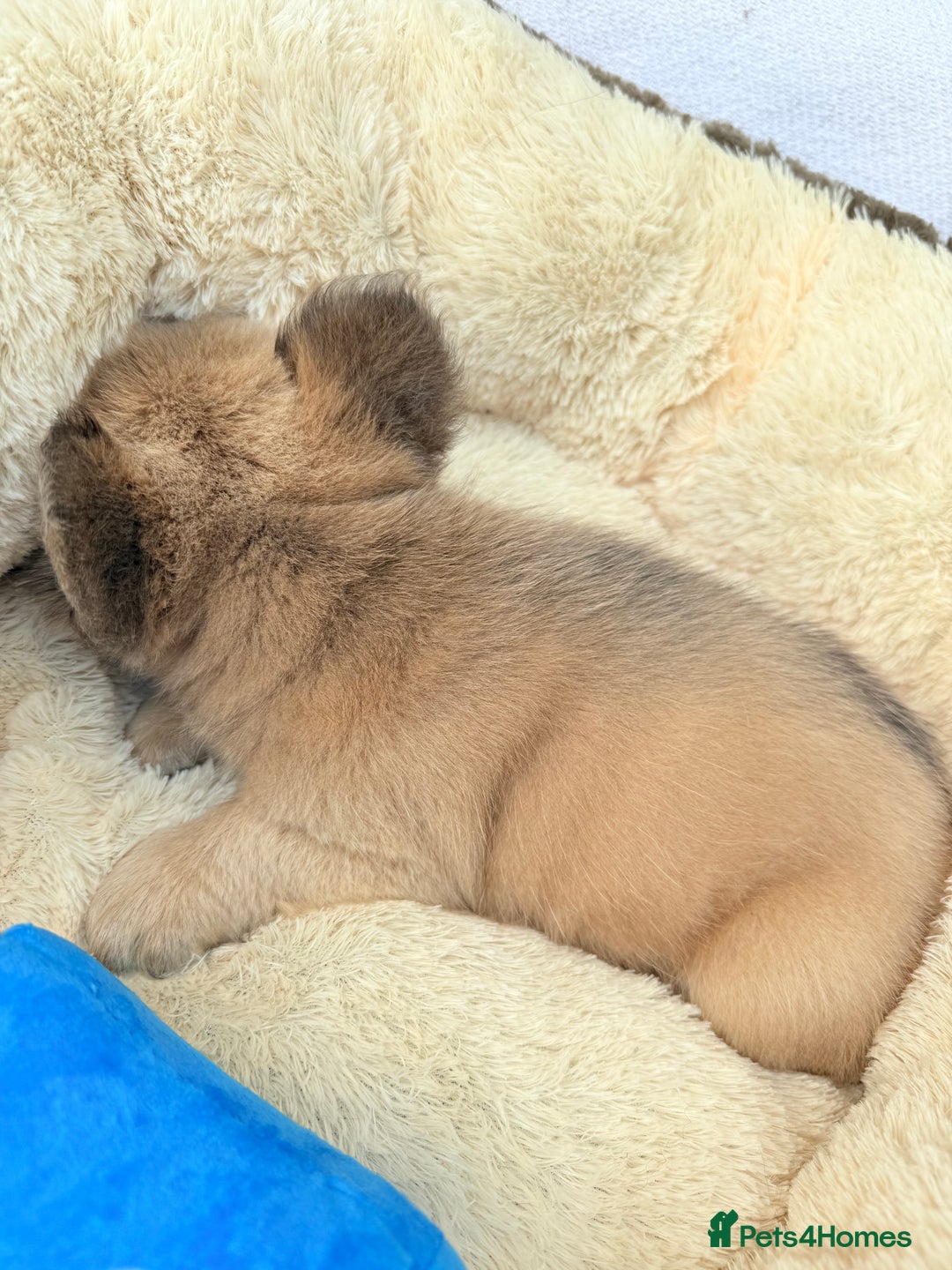 French Bulldog dogs for sale: Visual fluffy ** French bulldog puppies - Image 10