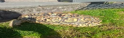 Tortoise reptiles for sale: Leopard tortoise  in Colwyn Bay - Advert 5