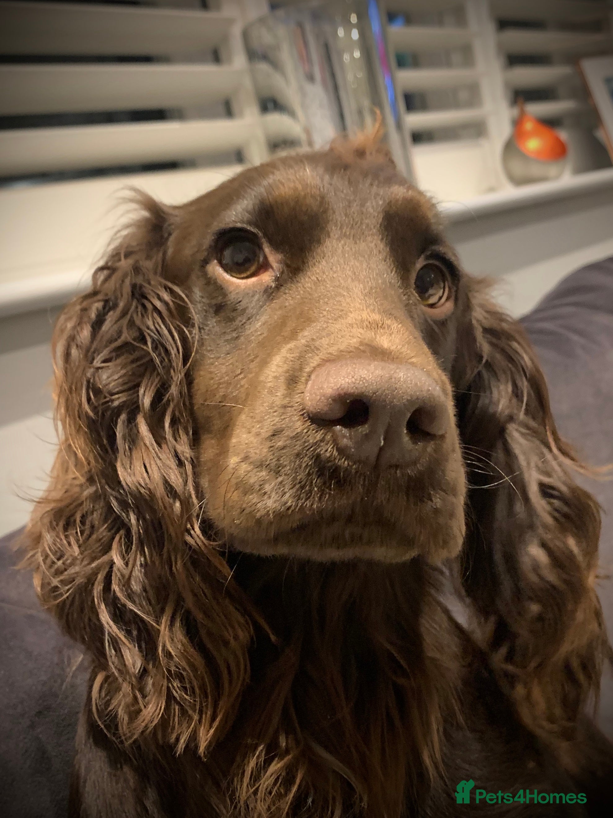 Cocker Spaniel dogs Working Cocker Spaniel for Stud in Windsor - Advert 19