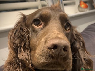 Cocker Spaniel dogs in Windsor - Advert 34