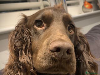 Cocker Spaniel dogs Working Cocker Spaniel for Stud in Windsor - Advert 1