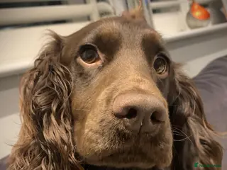 Cocker Spaniel dogs Working Cocker Spaniel for Stud in Windsor - Advert 19