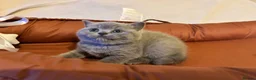 British Shorthair cats for sale: 🐾 Beautiful British Shorthair Kittens 🐾 in Huddersfield - Advert 4