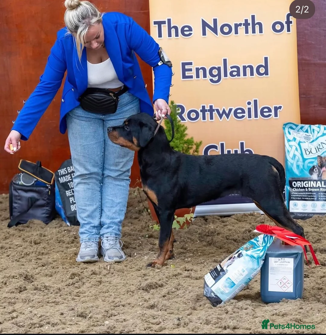 Rottweiler dogs for sale: Rottweiler Puppies  - Advert 1
